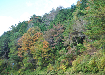 信楽の紅葉